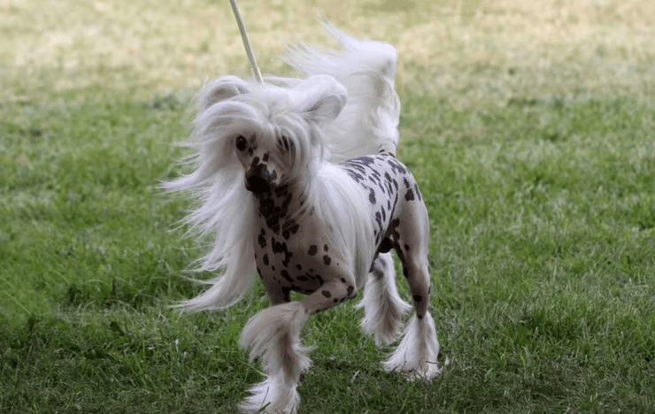 Китайская хохлатая собака