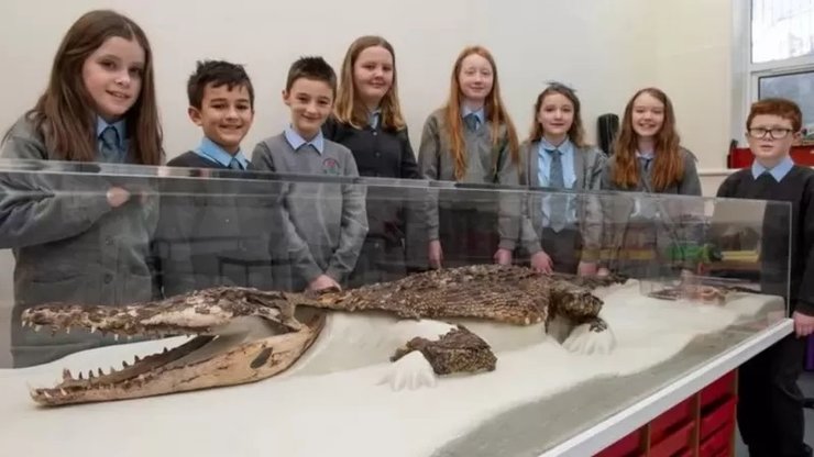 Крокодил, Англия, экспонат, чучело крокодила, реставрация