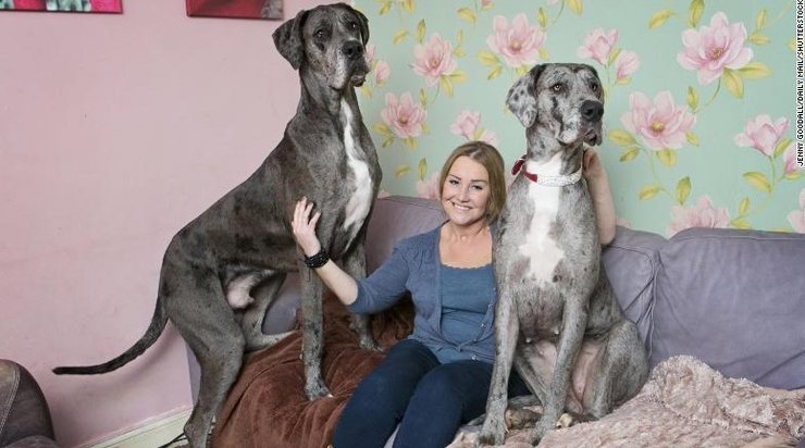 немецкий дог, Фредди