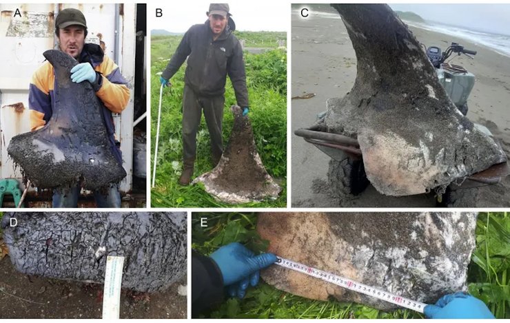 косатки канібалізм