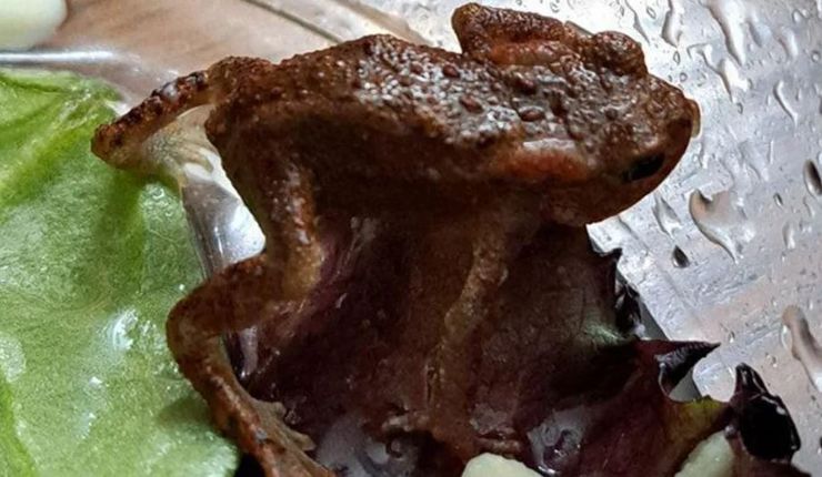 Лягушку нашли в пакете с салатом, находка, супермаркет, скандал, курьезы, сюрприз в салате, Великобритания