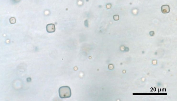 Американские ученые обнаружили в Австралии крошечные пузырьки в кристаллах соли со следами клеток и водорослей, которым 830 млн лет