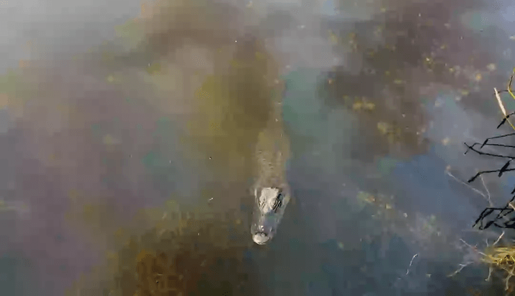 Крокодил, аллигатор, река, опасное животное, хищник, крокодил напал на женщину, голыми руками отбилась от крокодила, спасла сестру, крокодил в воде