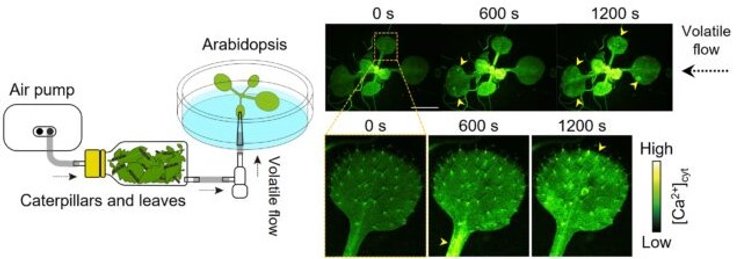 спілкування рослина