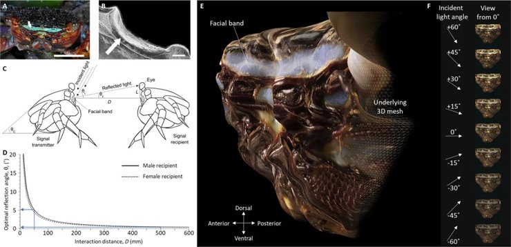 краб світло морда