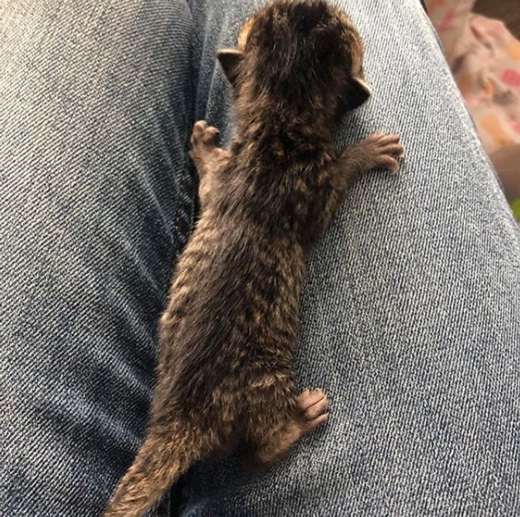 США, двуликий котенок