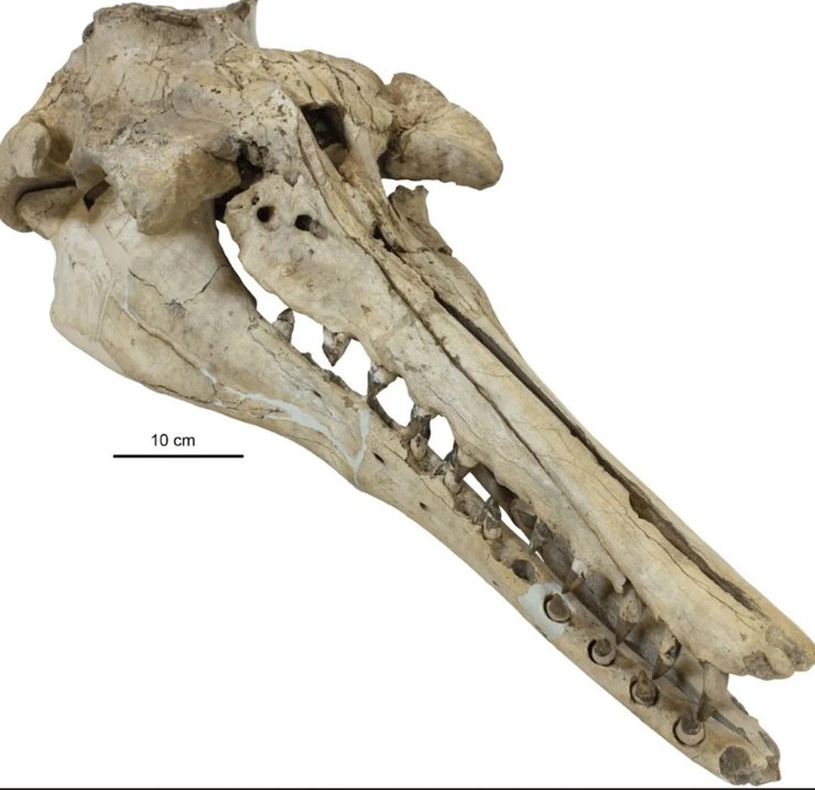 ксенорф кит череп