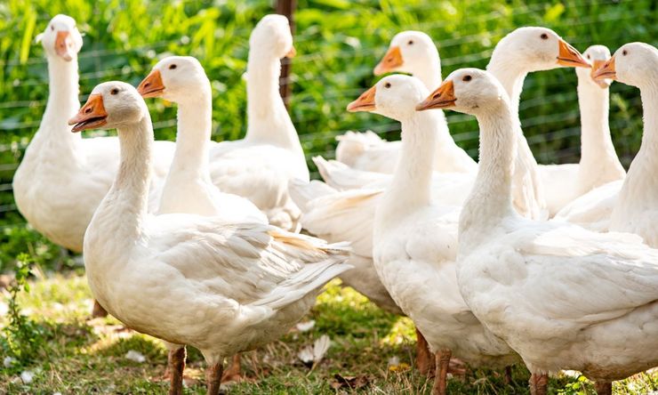 Господар показав, як гуси реагують на те, як він раптово втрачає свідомість, цікавий експеримент, прикол, курйози