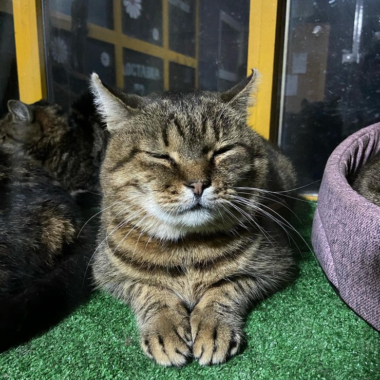 кот Жовтень, кот, коты, кошки, кот приют