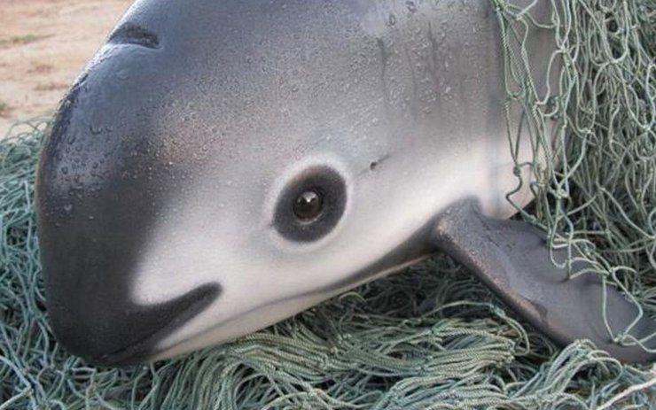 фото, вакита