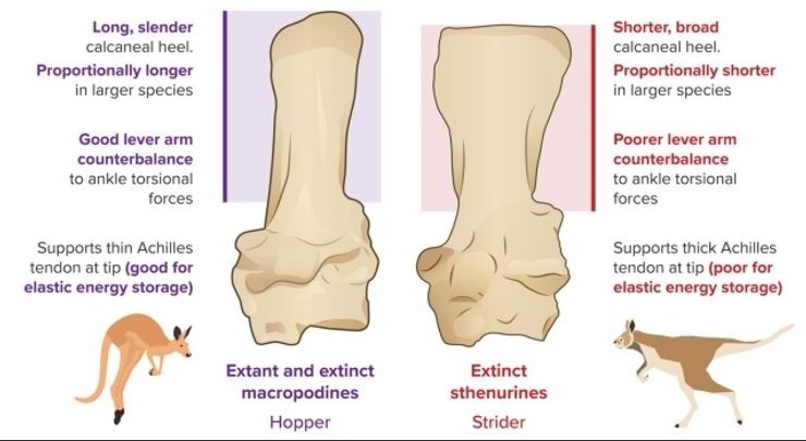 кенгуру кости