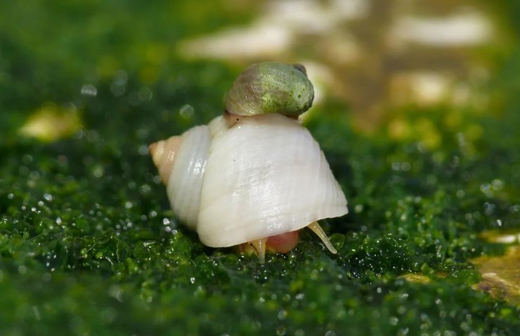 улитки детеныши