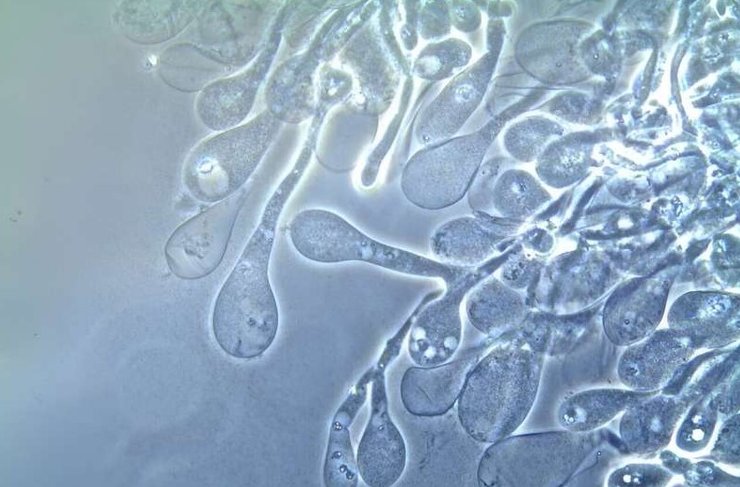 грибы ферма рост