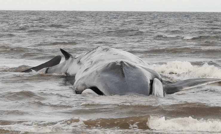 Кит, побережье, берег, животное, спасатели