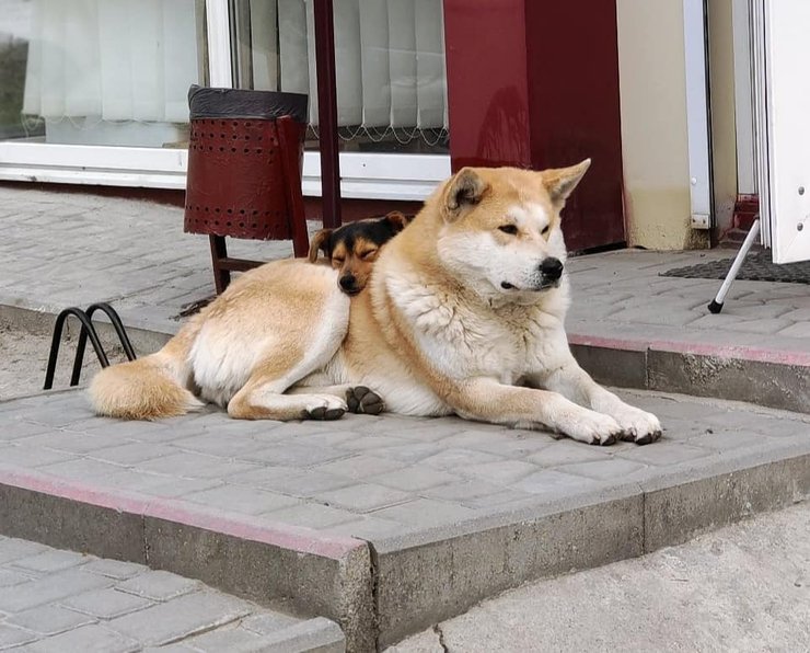 Малокатериновский Хатико