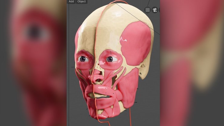 м'язи, скелет, череп, зв'язки