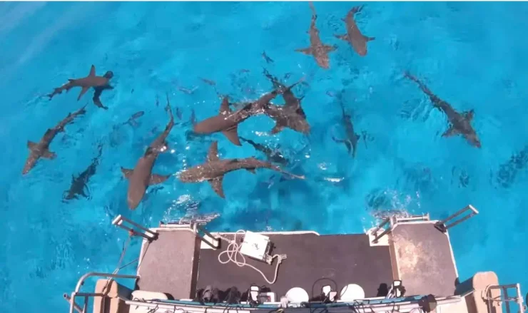 акула, кров, експеримент, дослідження, сеча, поведінка, міф, людська кров, плавання, море, океан, рідина, вода