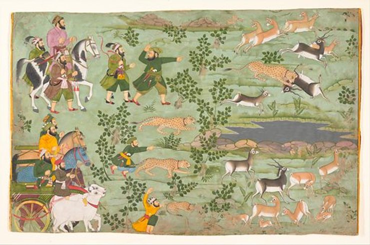 В 16 веке в Индии приручали гепардов, чтобы использовать в охоте на газелей.