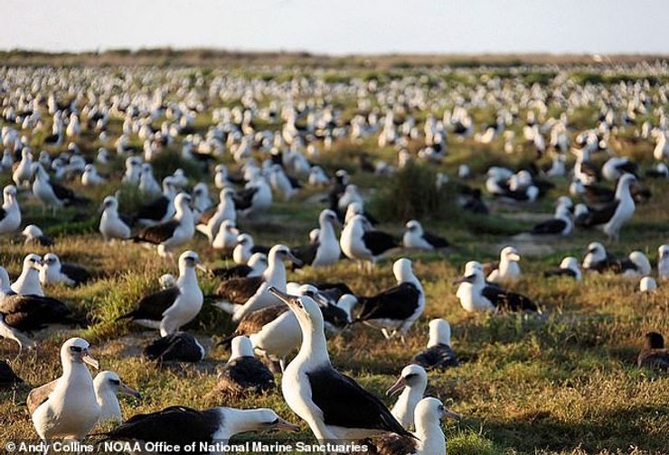 темноспинные альбатросы