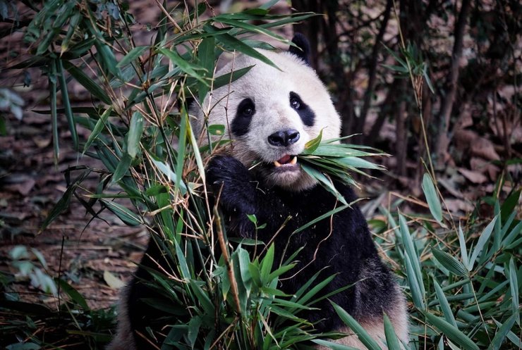 Панда