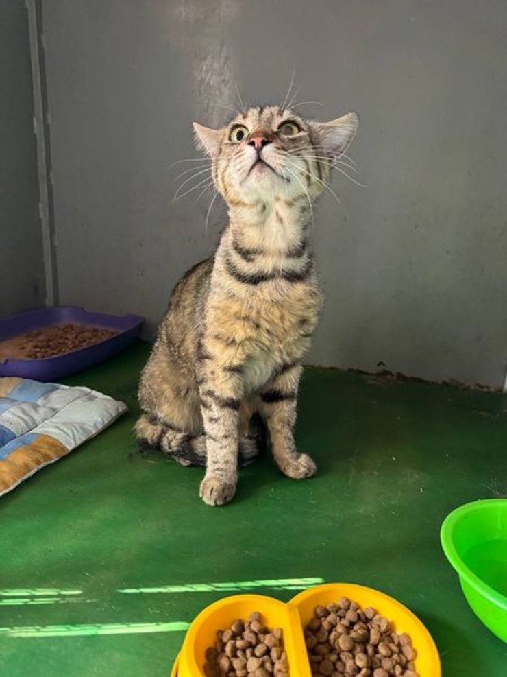 Врятований у Києві кіт