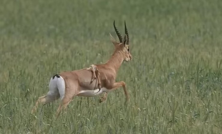 газель шесть ног