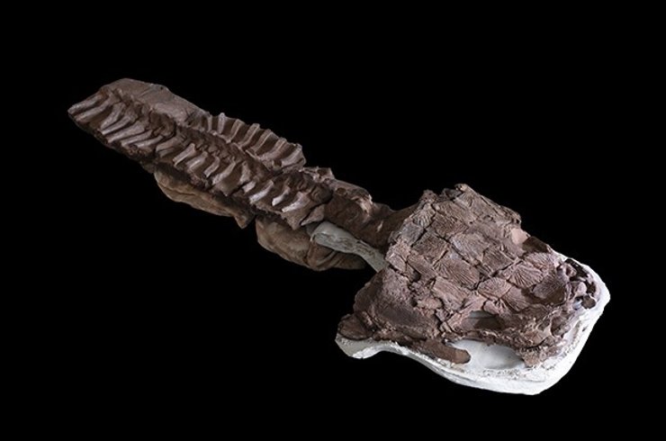 стародавня саламандра скам'янілість