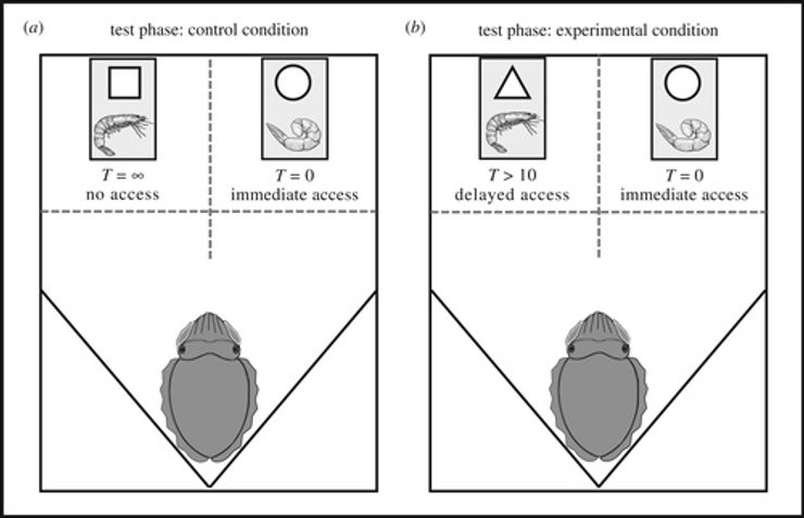 каракатица, каракатица когнитивный тест