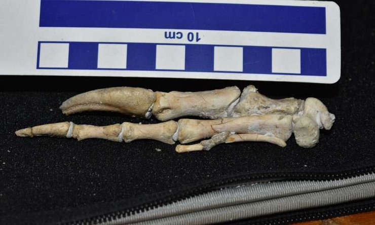 динозавры, попугаи