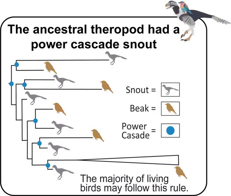 эволюция птиц