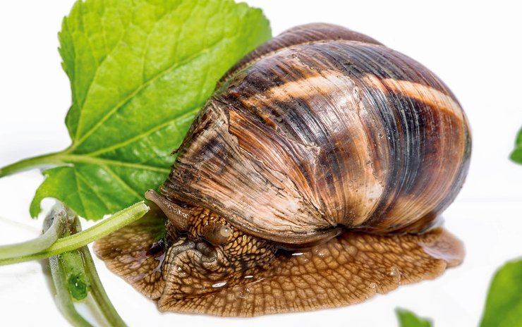 средиземноморская улитка, улитка гастрономия, улитка для кулинарии