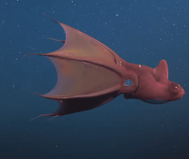 Кальмар-вампир