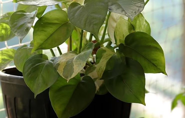 Потос опасен для детей и животных.