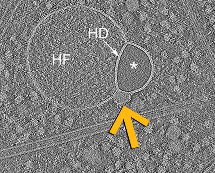 клеточная структура