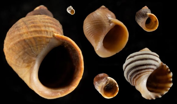 улитки панцири