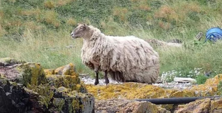 "Самая одинокая овца" Британии, животные, курьезы, овца два года провела на скале, как это повлияло на нее, ферма