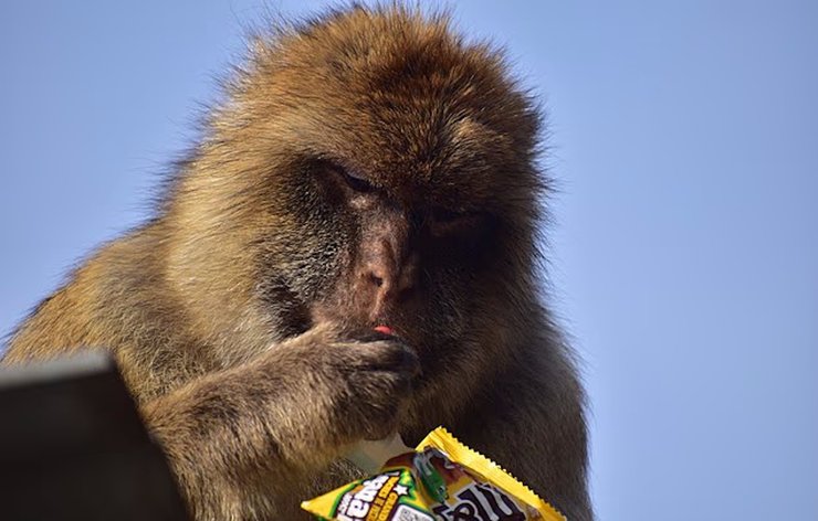 фастфуд макаки