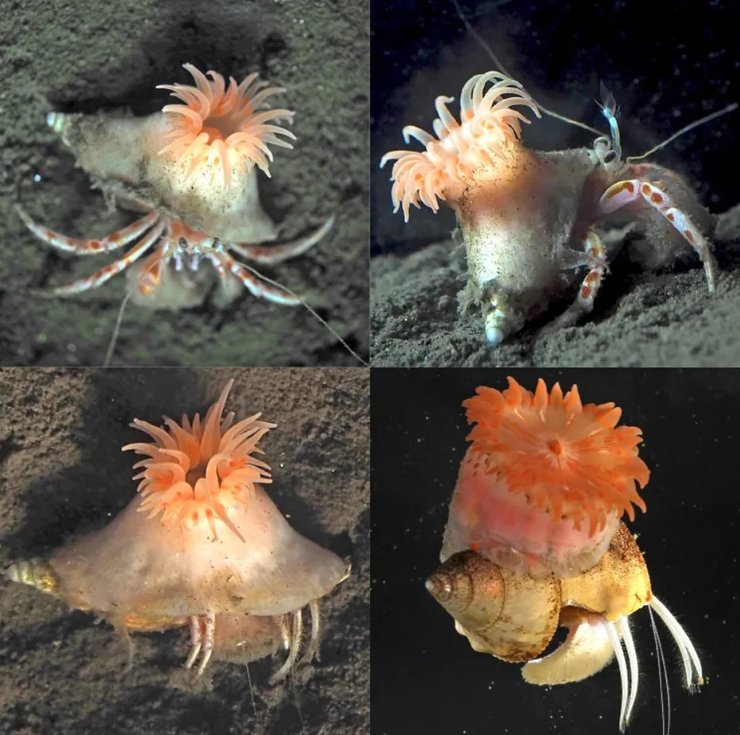 На глибині в 500 метрів знайшли модного рака-відлюдника: він носить блідо-рожеву перуку (фото)