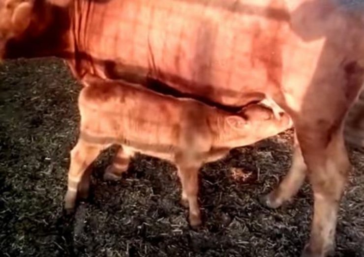 Червоне теля, руде теля, перше за 2000 років, біблійне пророцтво, кінець світу, судний день, телиця, руда телиця