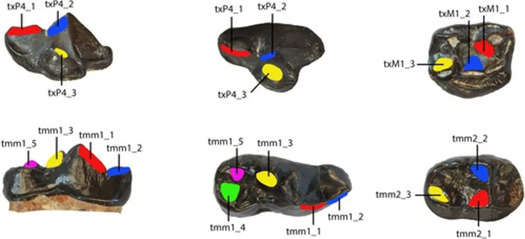 скам'янілість панда