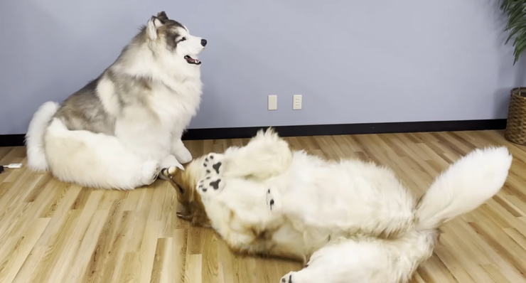 Хлопець, який за 15 тисяч доларів перевтілився у пса, знайшов свого послідовника, але іншої породи, фото, відео