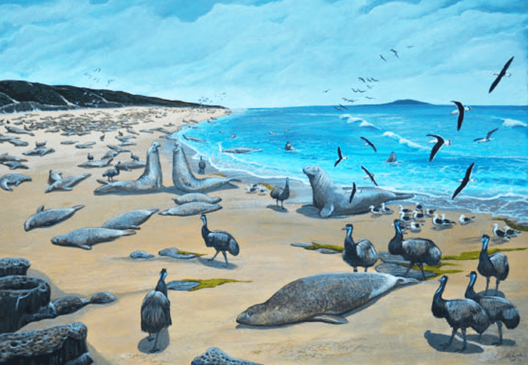 черные эму, морские слоны, остров Кинг, рисунок