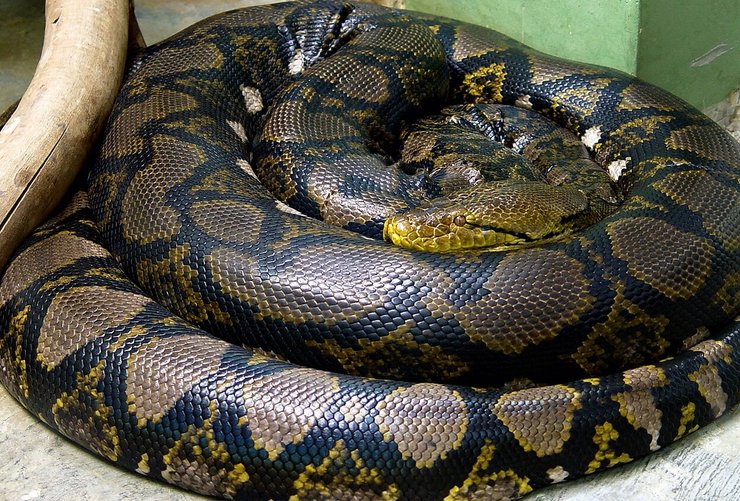 сітчастий пітон