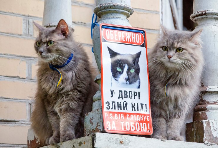 кошки, коты, питомцы