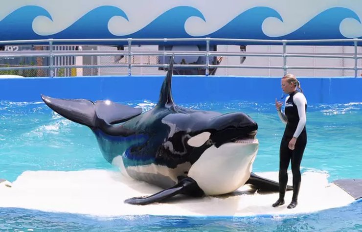 Косатка, тварина, люди, океанаріум, вистава