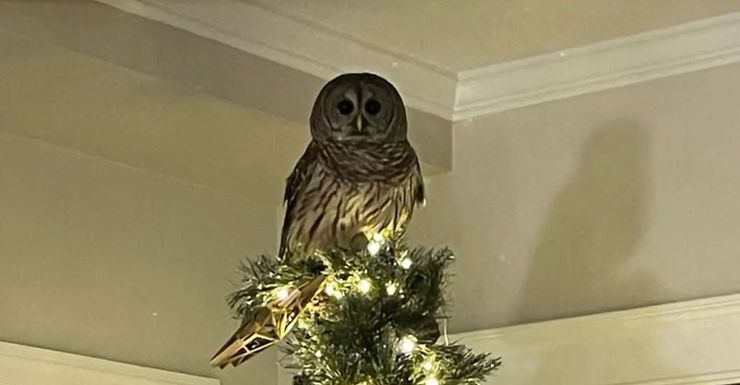 Американка побачила на верхівці ялинки справжню сову, птах в хаті, курйози, дивні історії