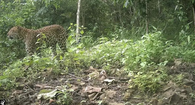 редкое фото леопарда в бангладеш