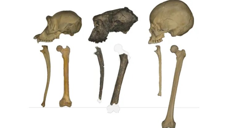 Sahelanthropus tchadensis