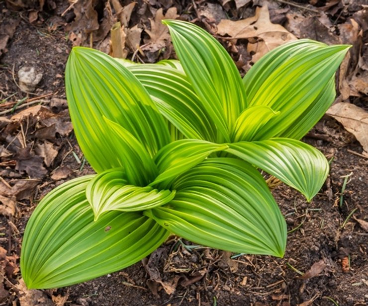 Ядовитая чемерица очень похожа на черемшу