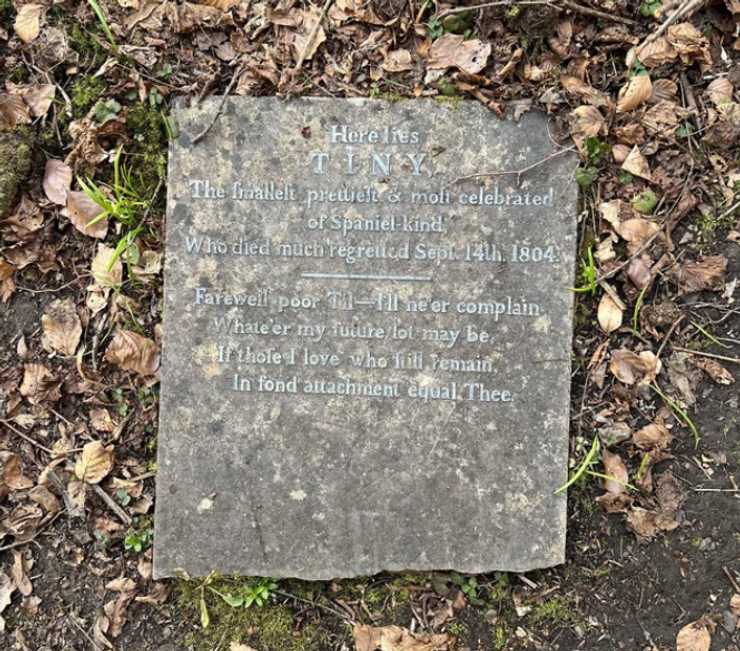 Пес на кладбище, захоронение, кладбище, находки